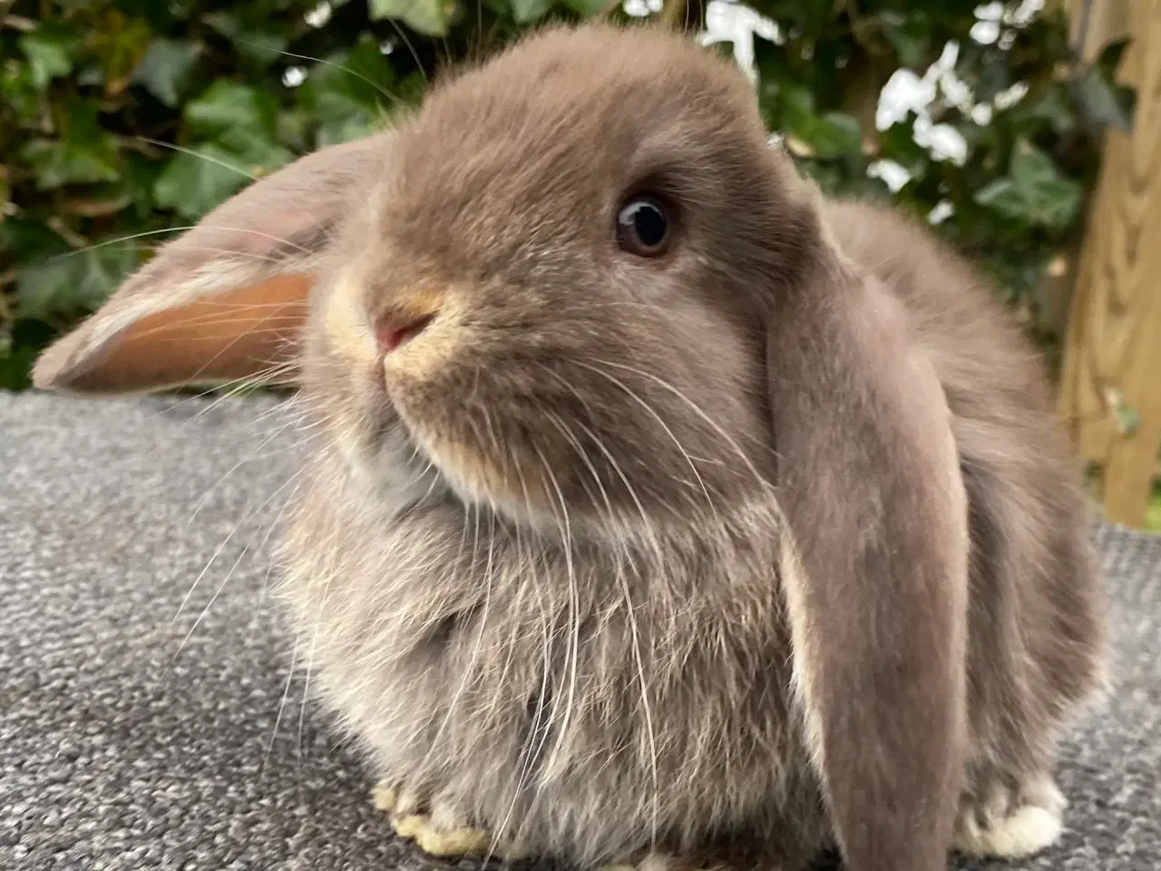 Billede 7 - FRANSK VÆDDER HUN HAVANA OTTER