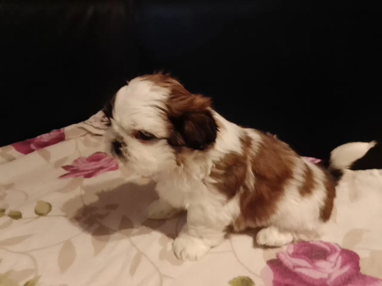 Billede 1 - Shih Tzu hvalp