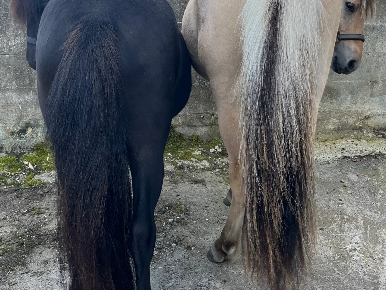 Billede 3 - Sød og nysgerrig pony sælges