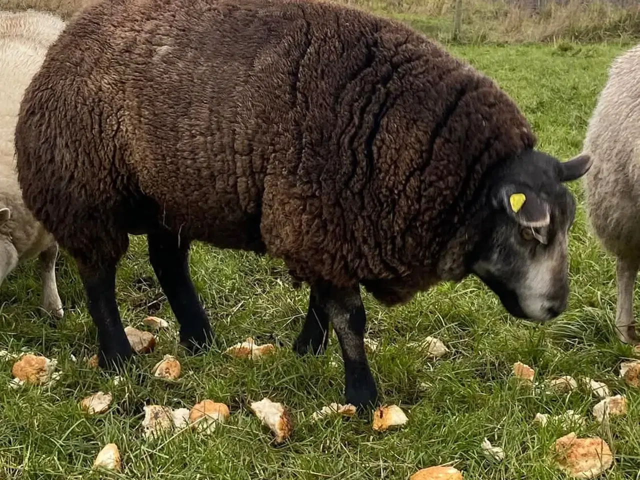 Billede 1 - Blå Texel vædder 