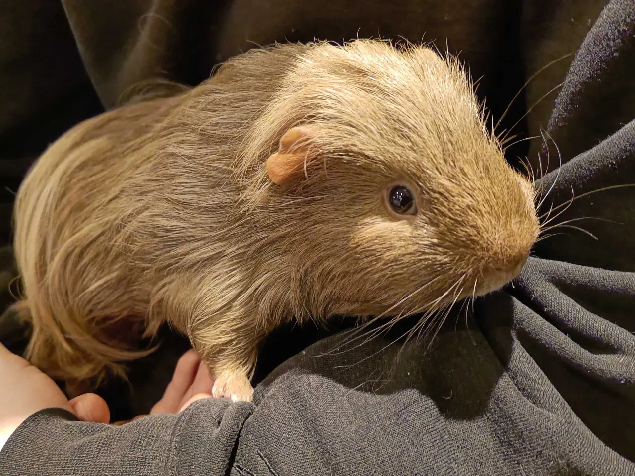 Billede 5 - Marsvin, 2 hanner