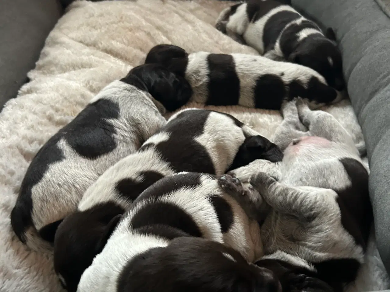 Billede 13 - Rughårede hønsehunds hvalpe