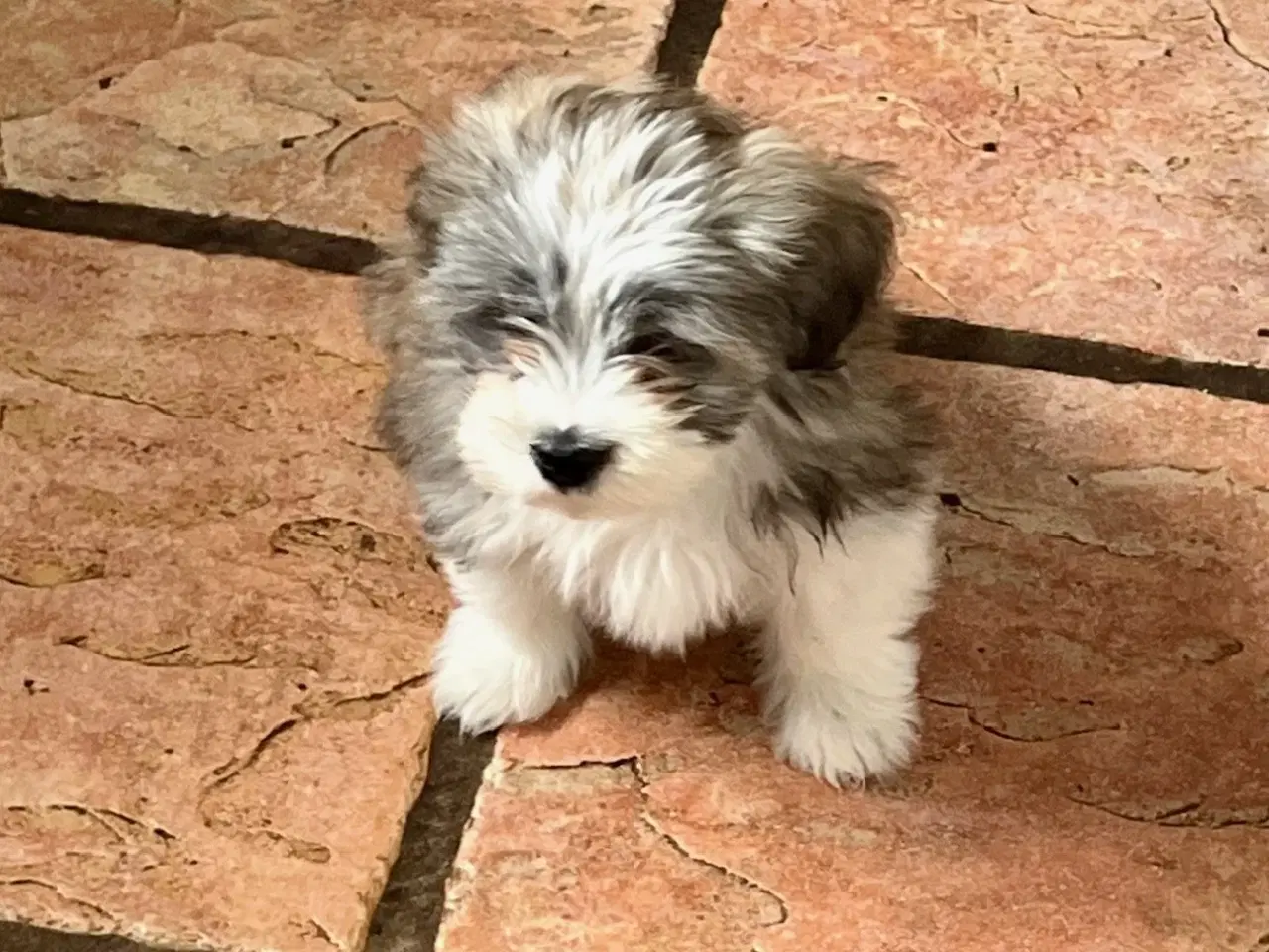 Billede 16 - Skønneste og gladeste tævehvlap