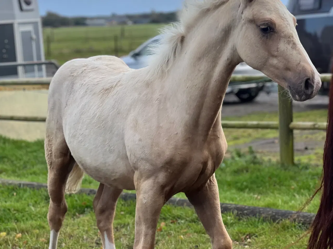 Billede 2 - Smukt palomino føl