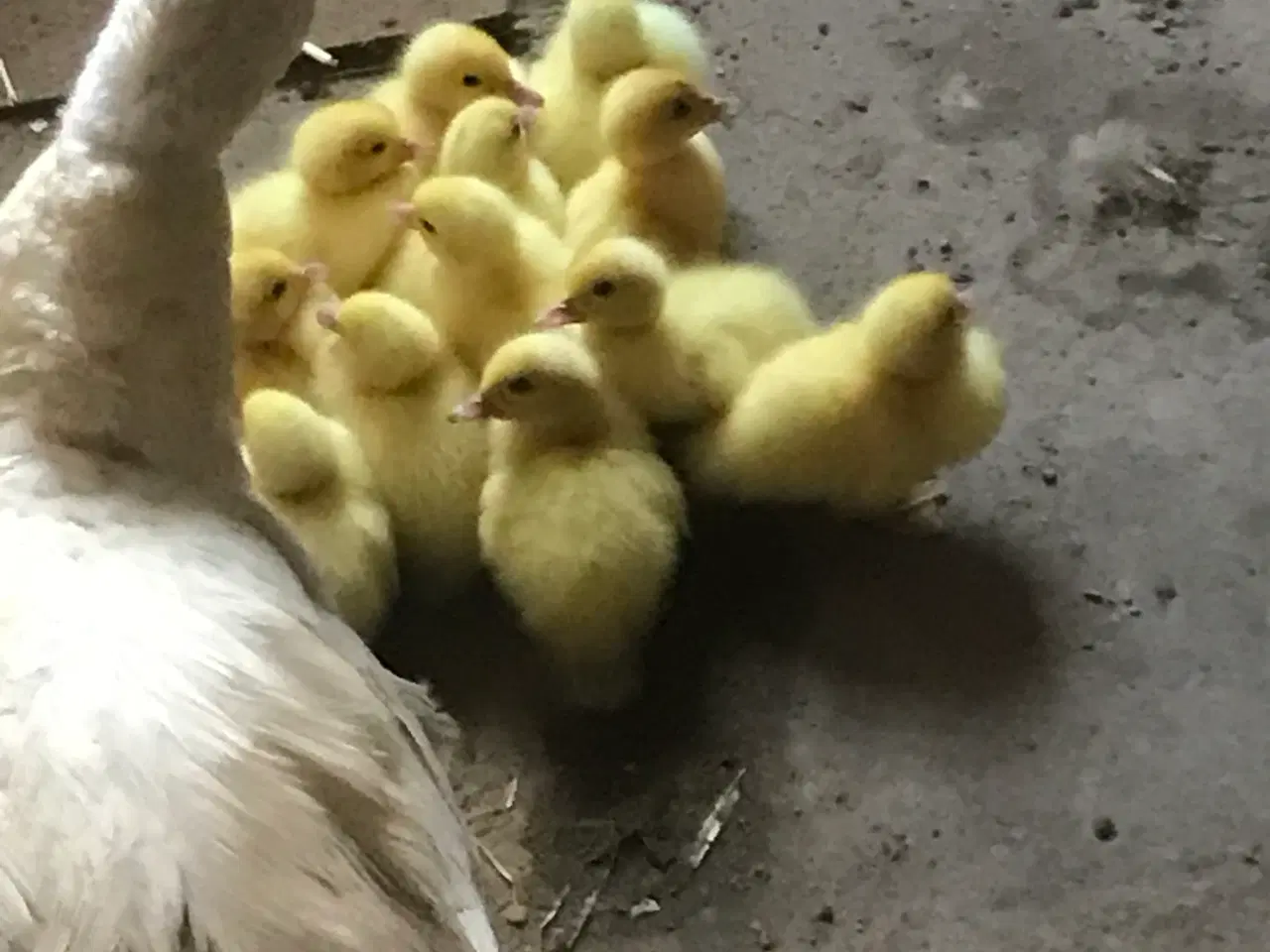 Billede 1 -  Moskus ænder  til avl  mm. 100 kr pr stk