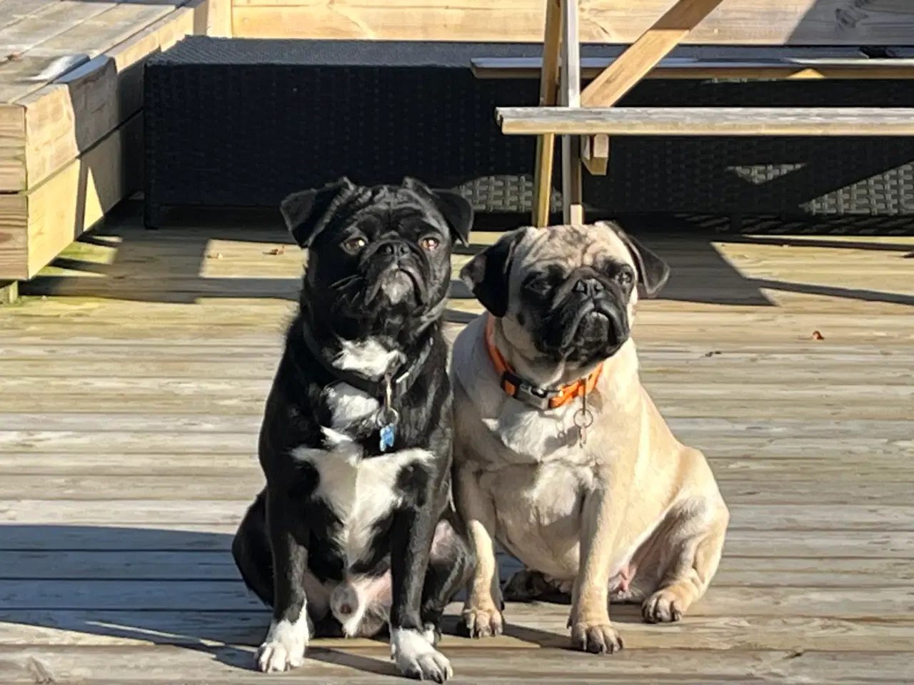 Billede 3 - Mops hvalpe