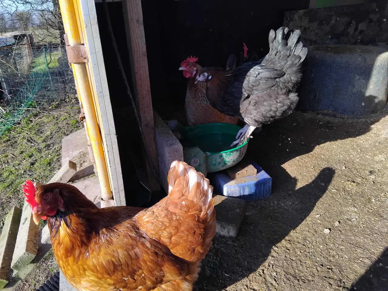 Billede 6 - Mobilt hønsehus