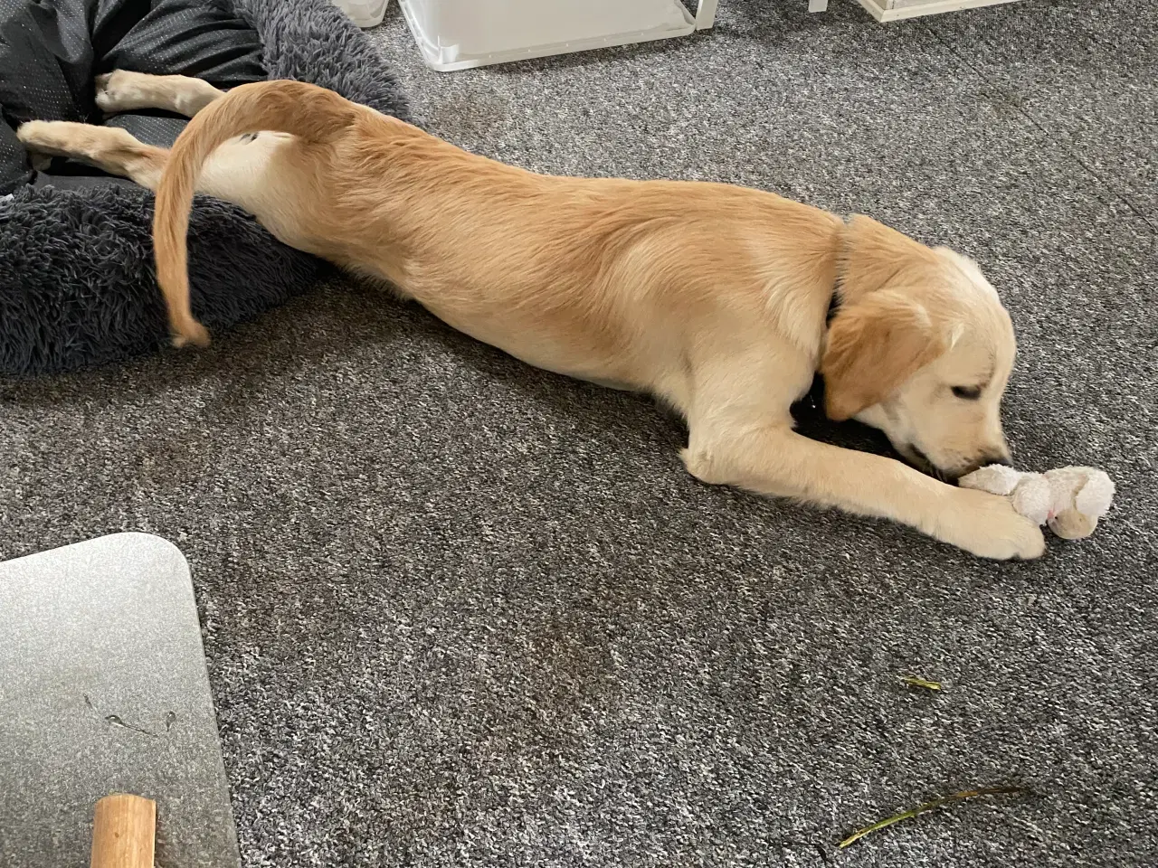 Billede 3 - Golden retriever hanhund