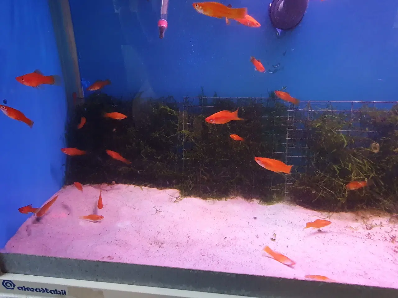 Billede 8 - Røde Sværddragere