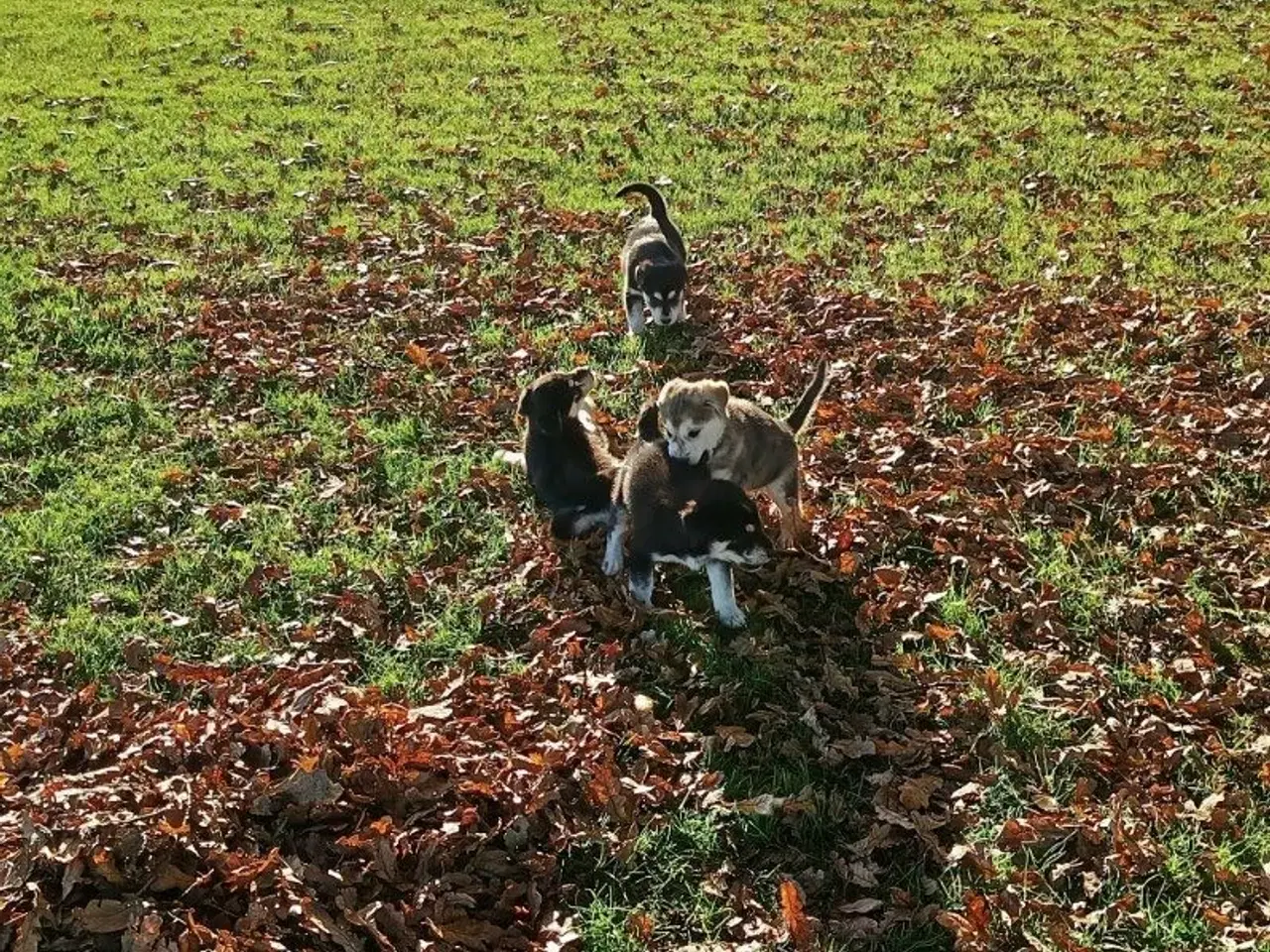 Billede 19 - Hvalpe mix