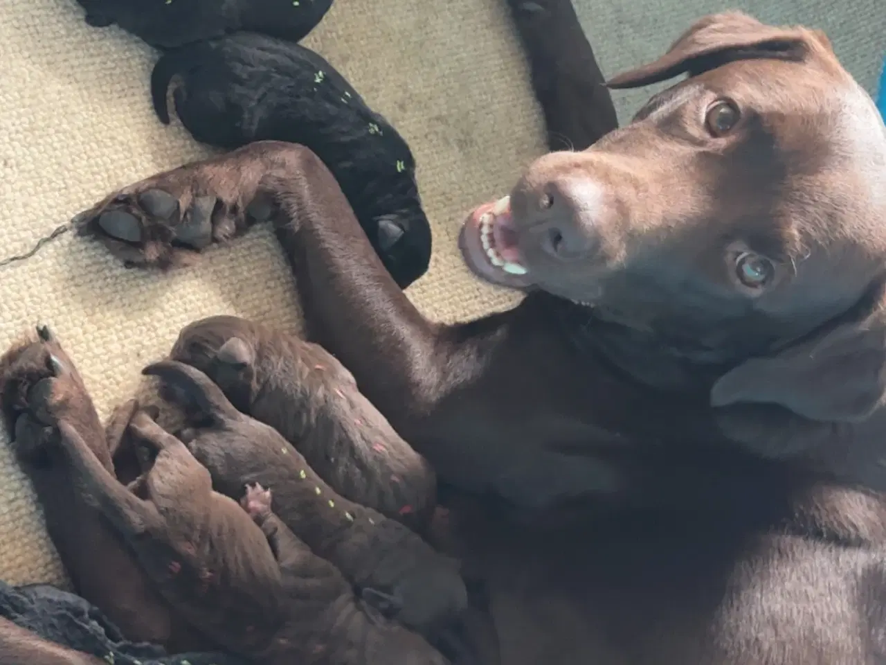 Billede 2 - Labrador hundehvalpe 