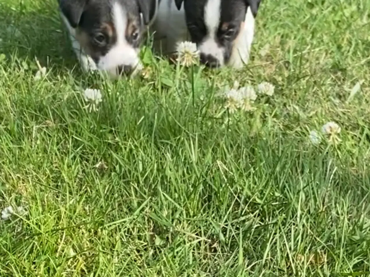 Billede 8 - Jack russel terrier 