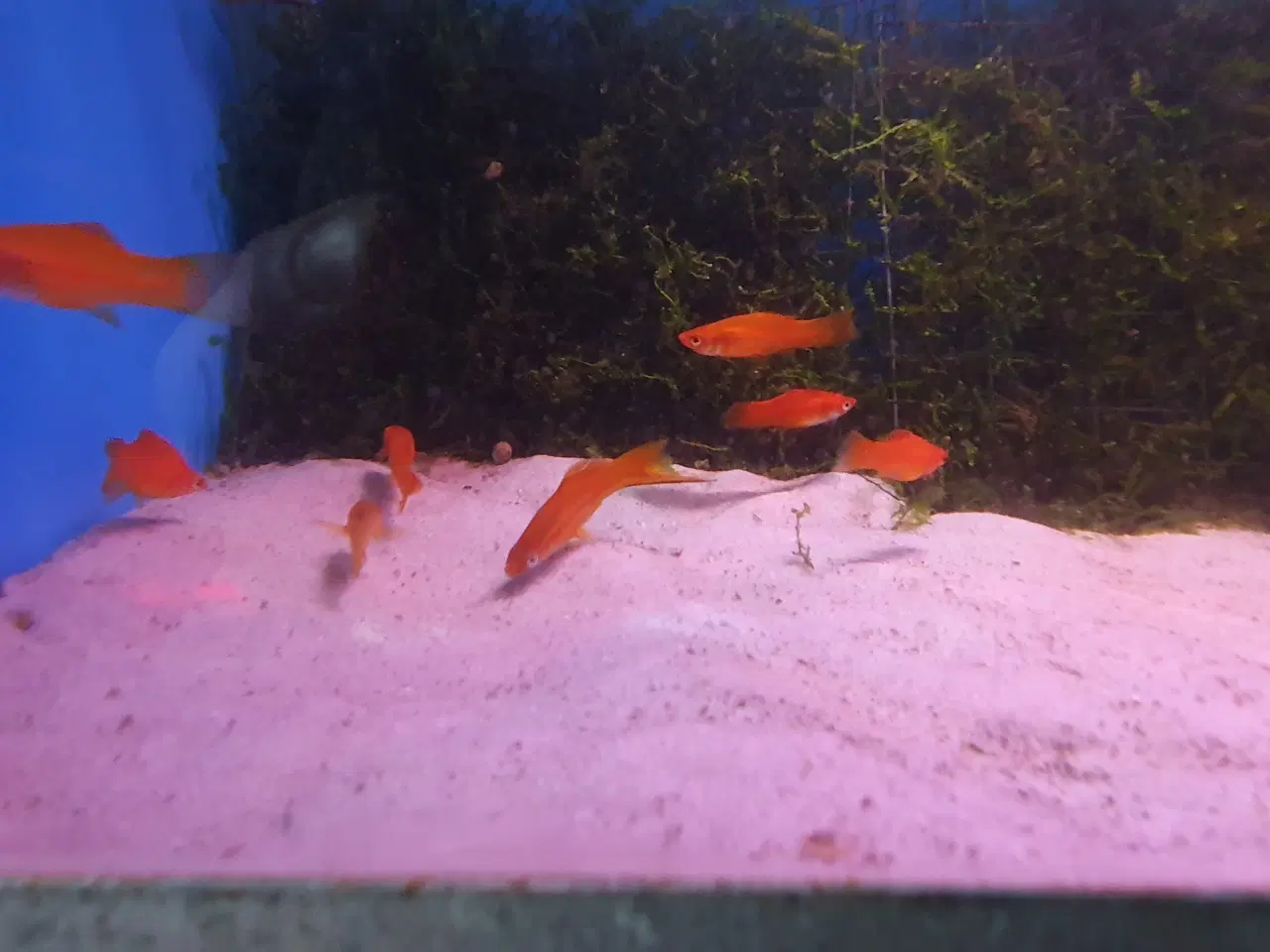 Billede 3 - Røde Sværddragere