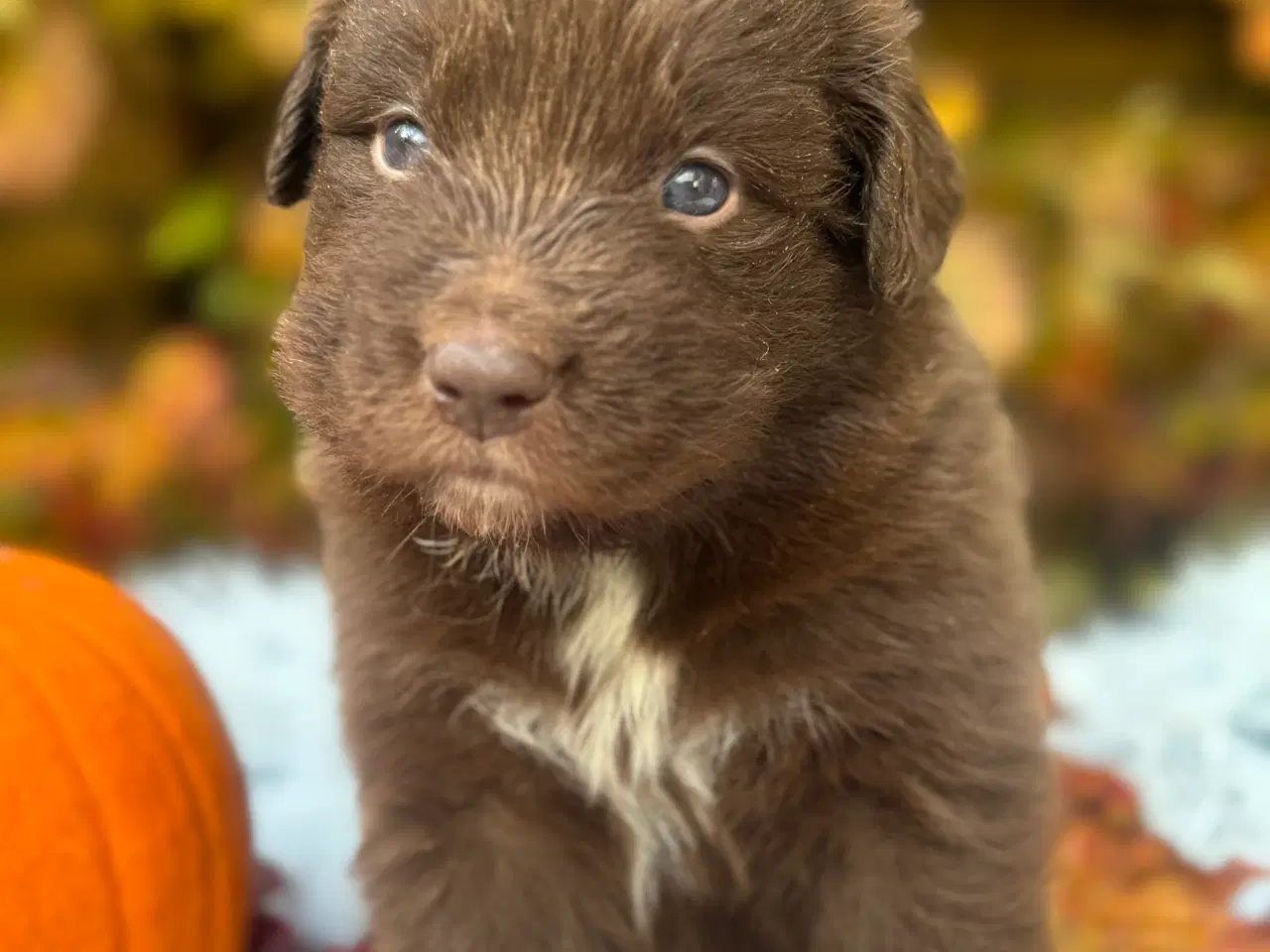 Billede 2 - Australian shepherd/newfoundlænder hvalpe