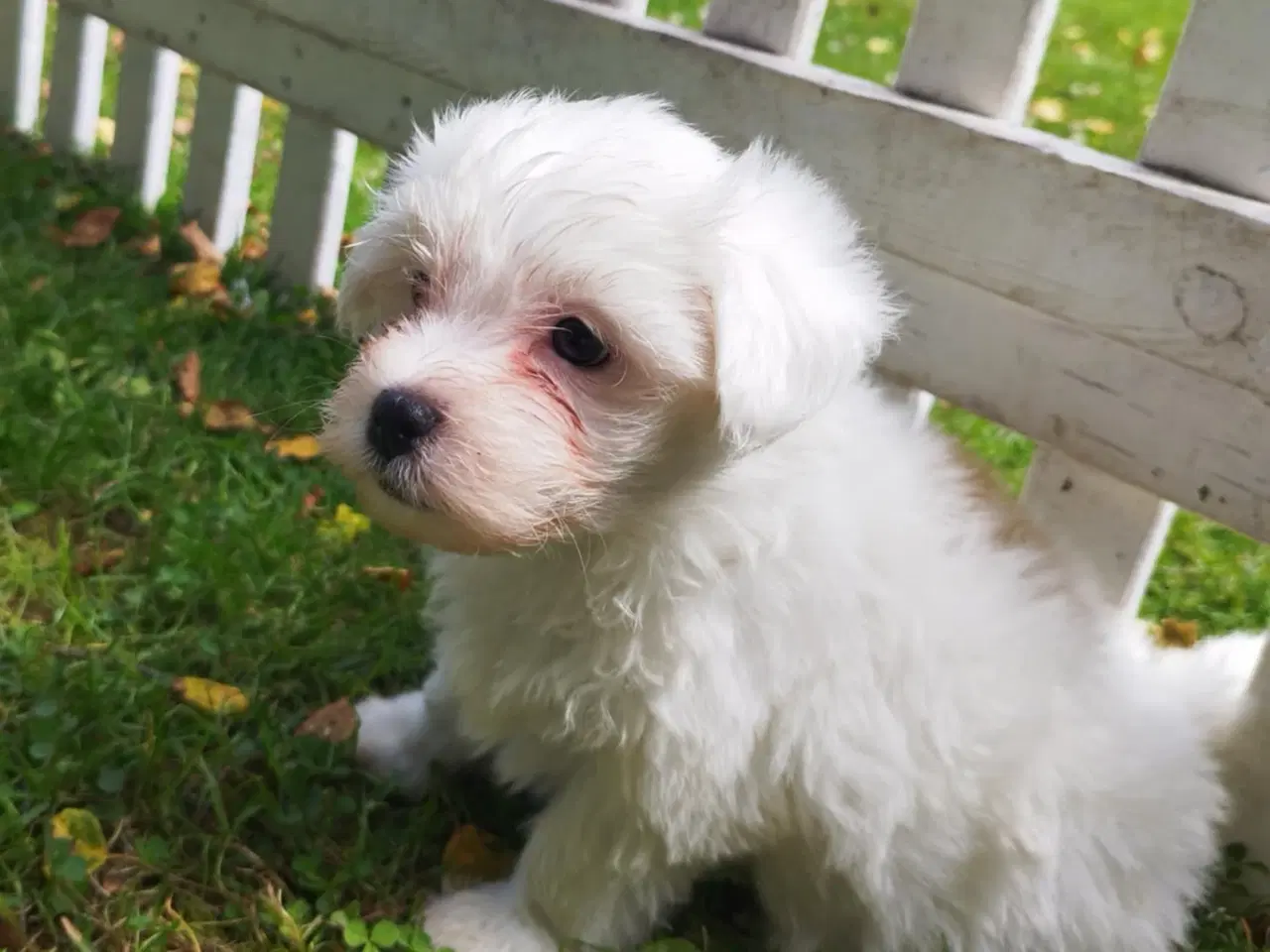 Billede 3 - Bichon Havanais / Coton de tulear