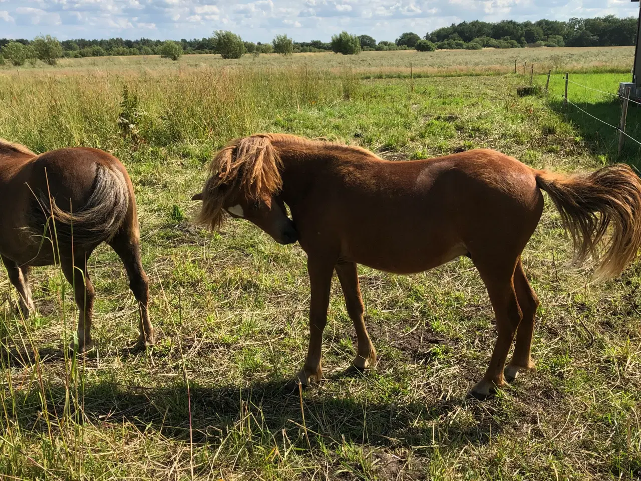 Billede 6 - Bedækning tilbydes - pony