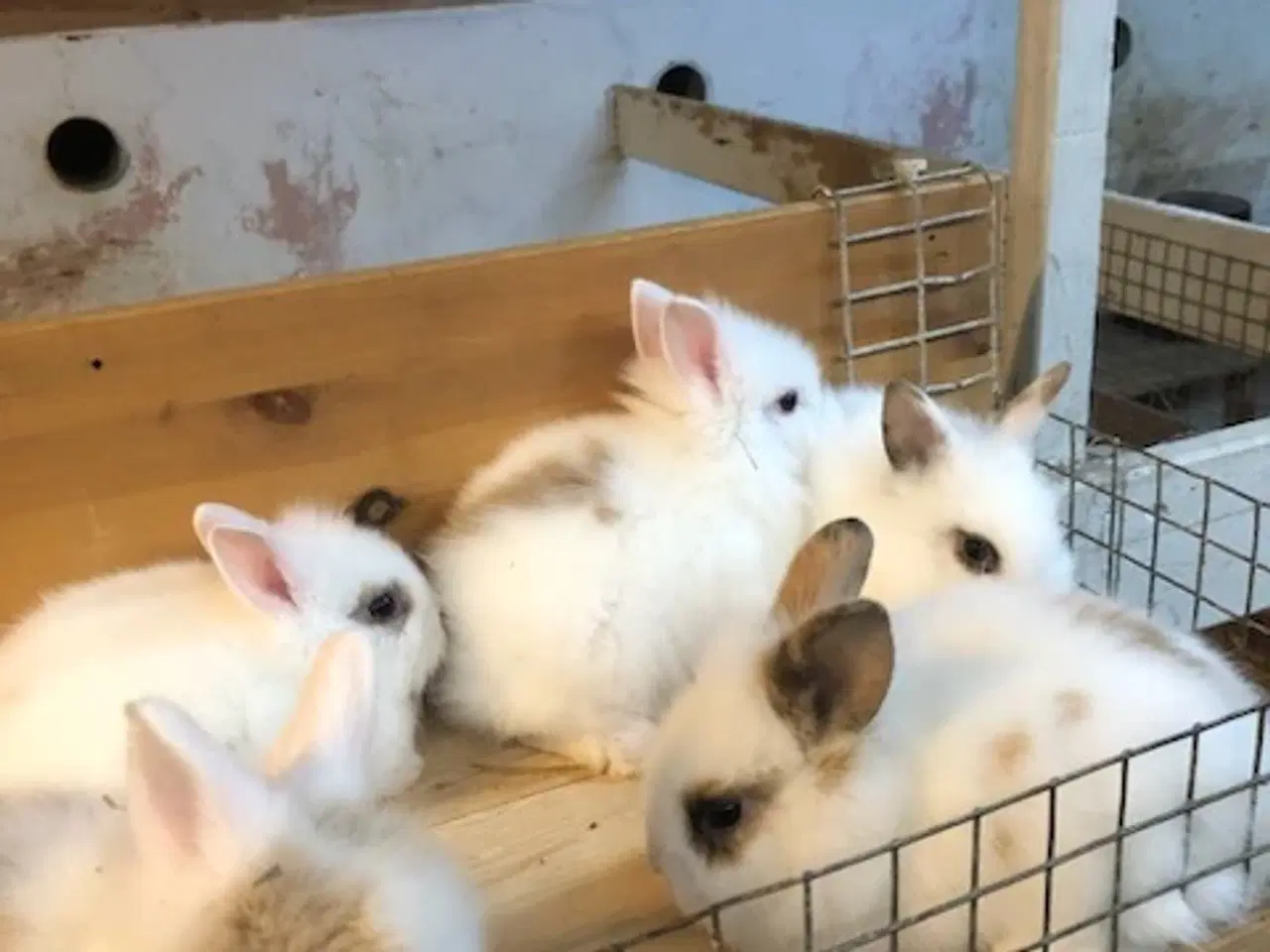 Billede 4 - dværgKaninunger