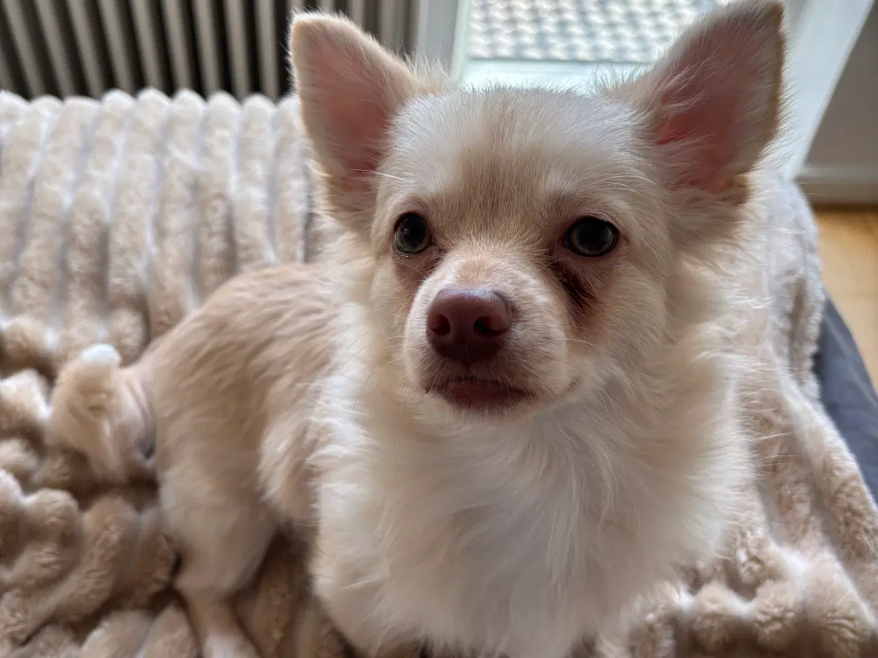 Billede 1 - Lang håret chihuahua 