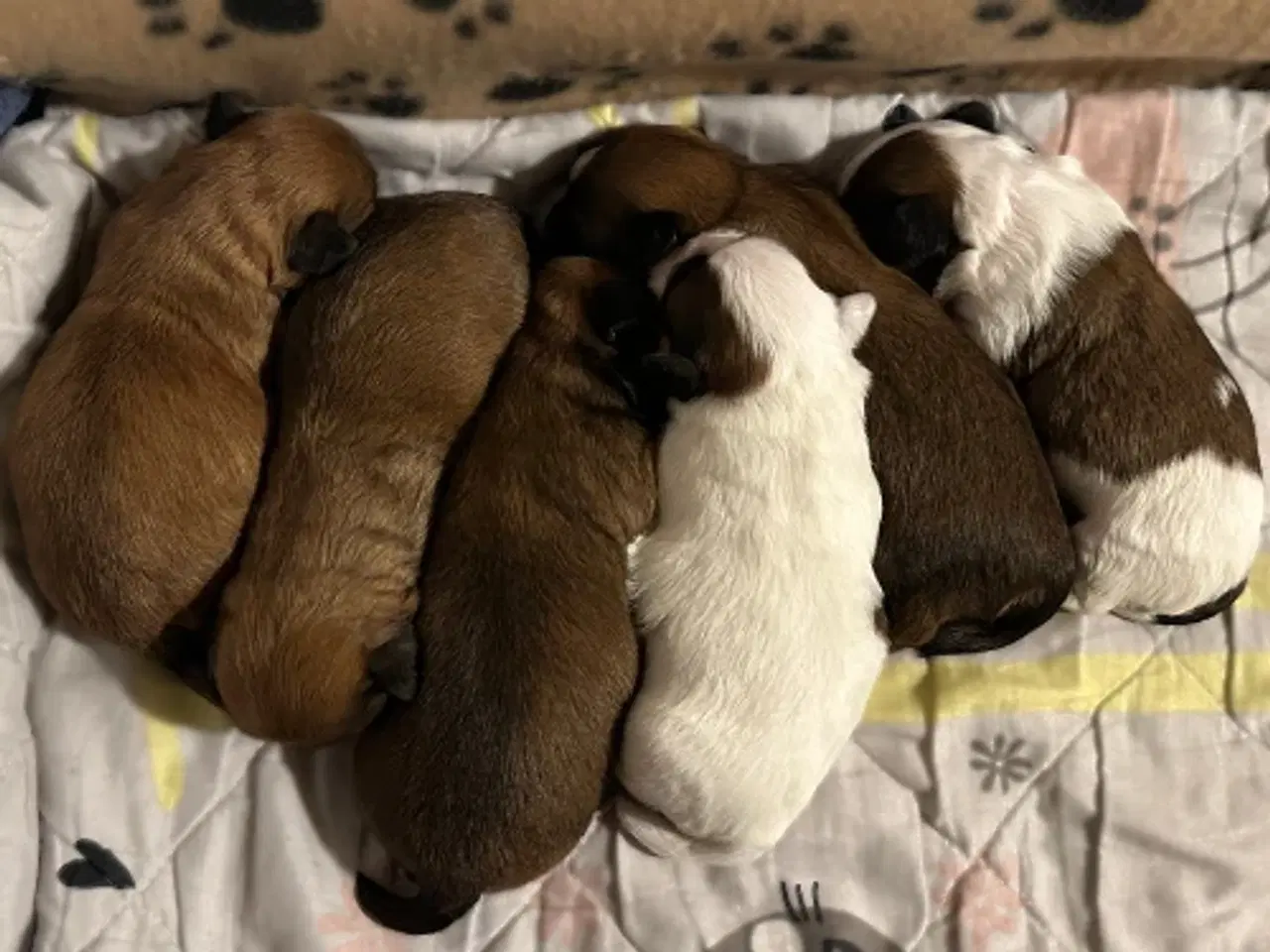 Billede 7 - Skønneste blandingshvalpe af Shih Tzu og Lhasa Aps