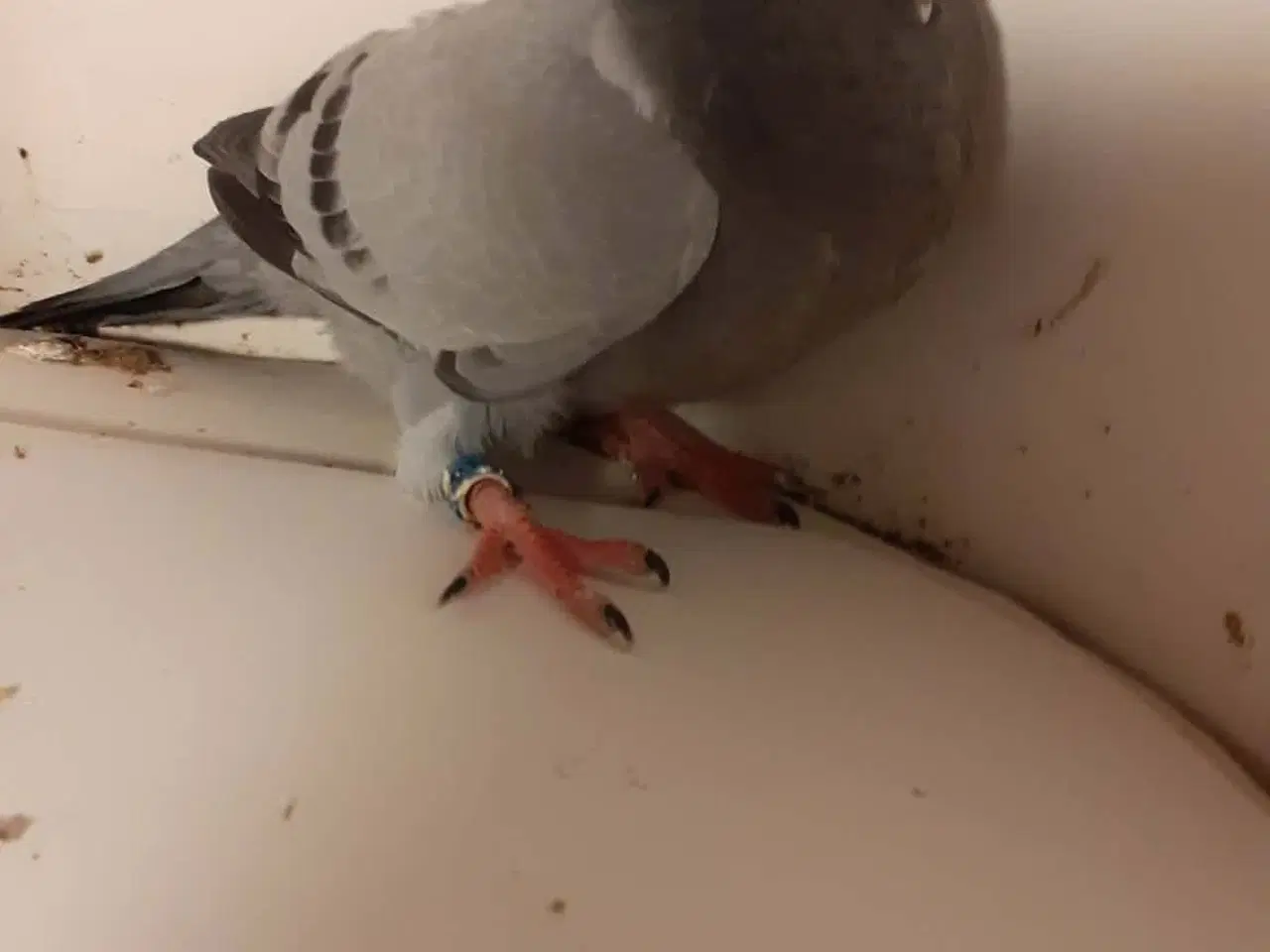 Billede 2 - Brevduer unger med DFK ringe