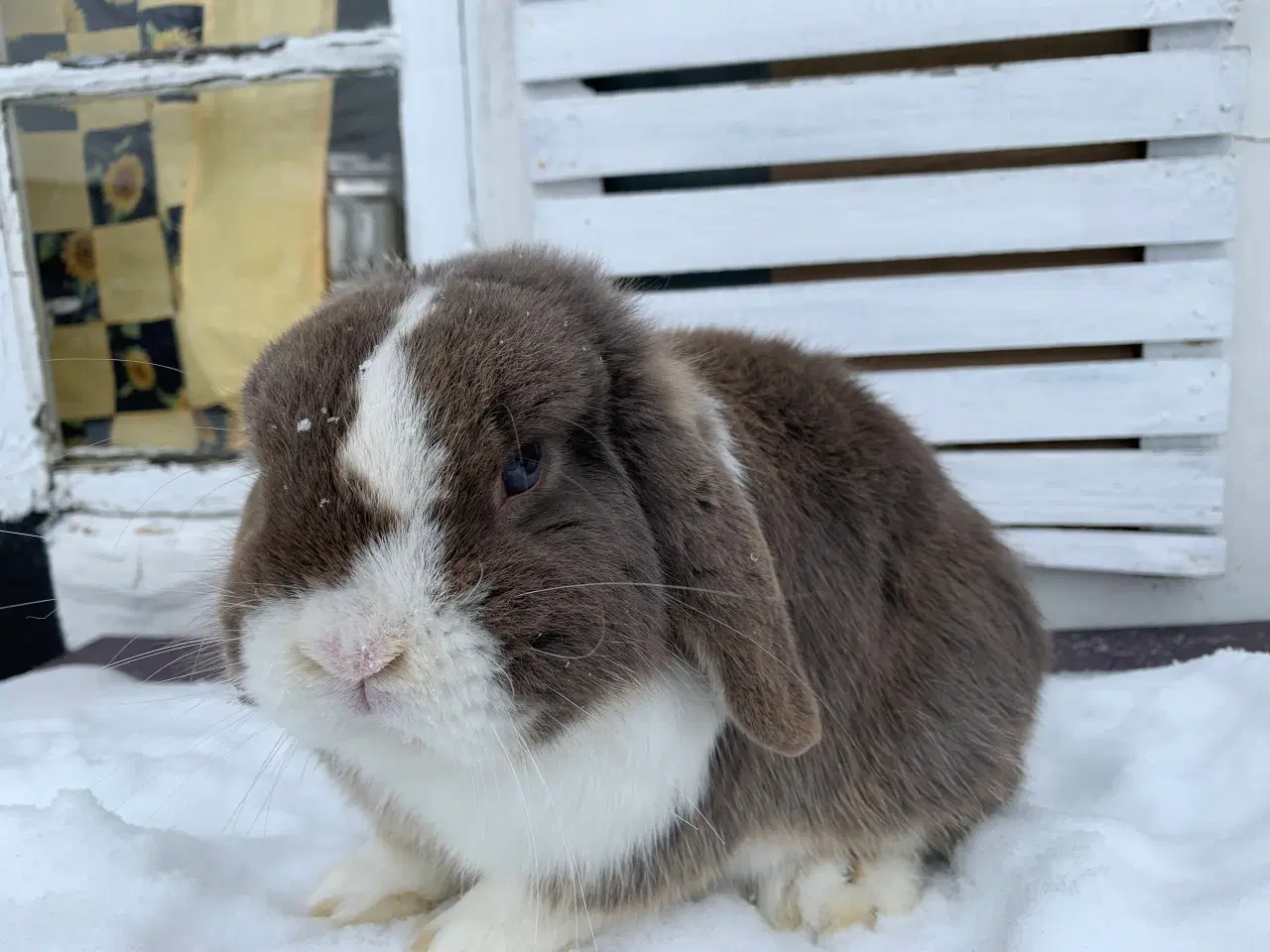 Billede 3 - Mini Lop han bor i haven