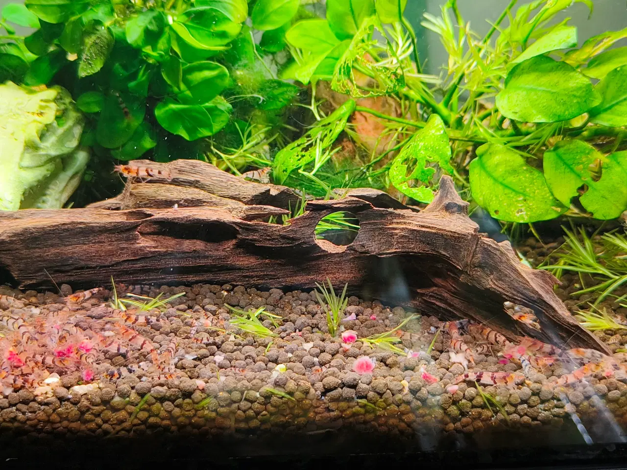 Billede 3 - Caridina racoon tiger rejer