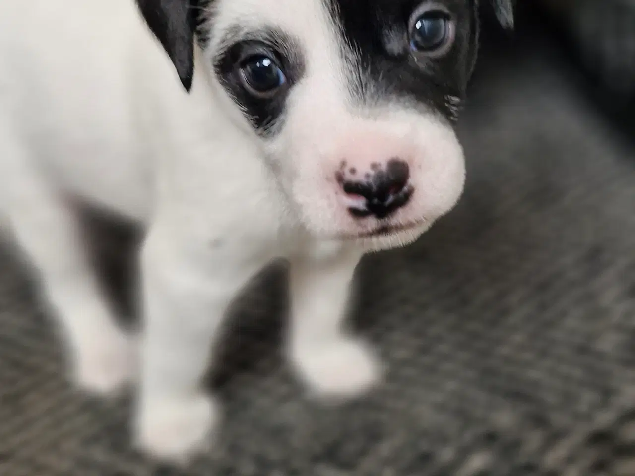 Billede 4 - Jack russell terrier hvalpe