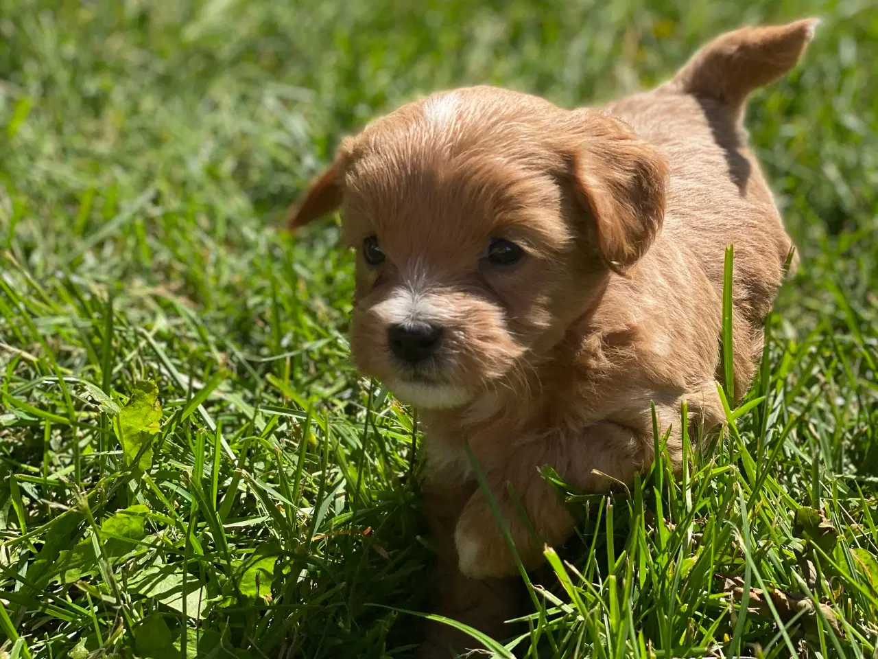 Billede 5 - Maltipoo / cotonpoo hvalpe