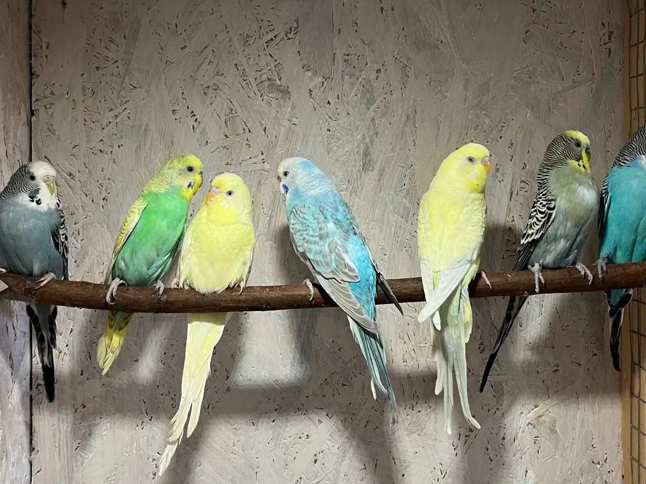 Billede 3 - Undulater