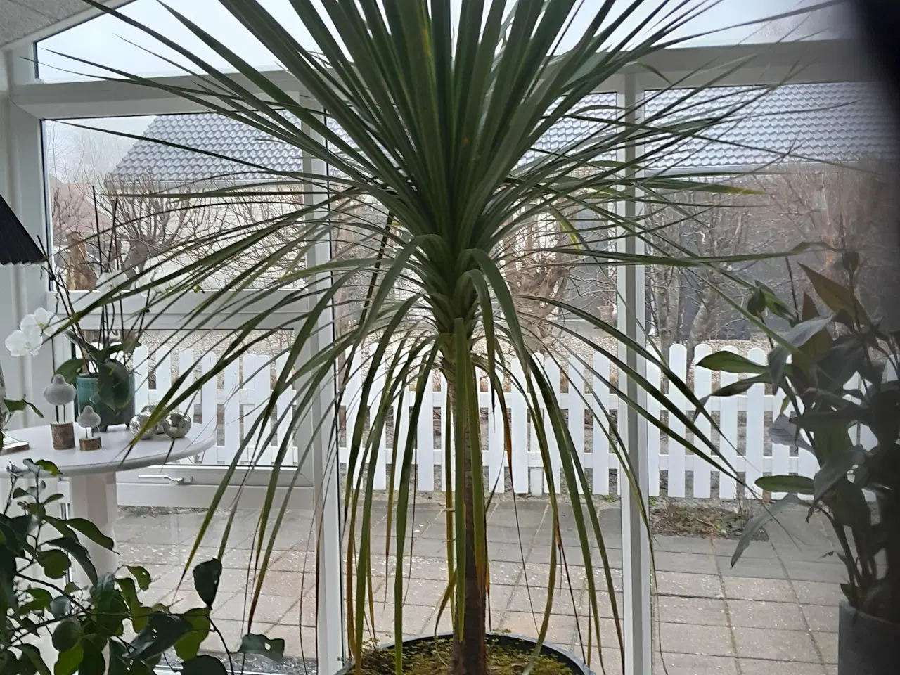 Billede 1 - Dracaena Indivisa palme