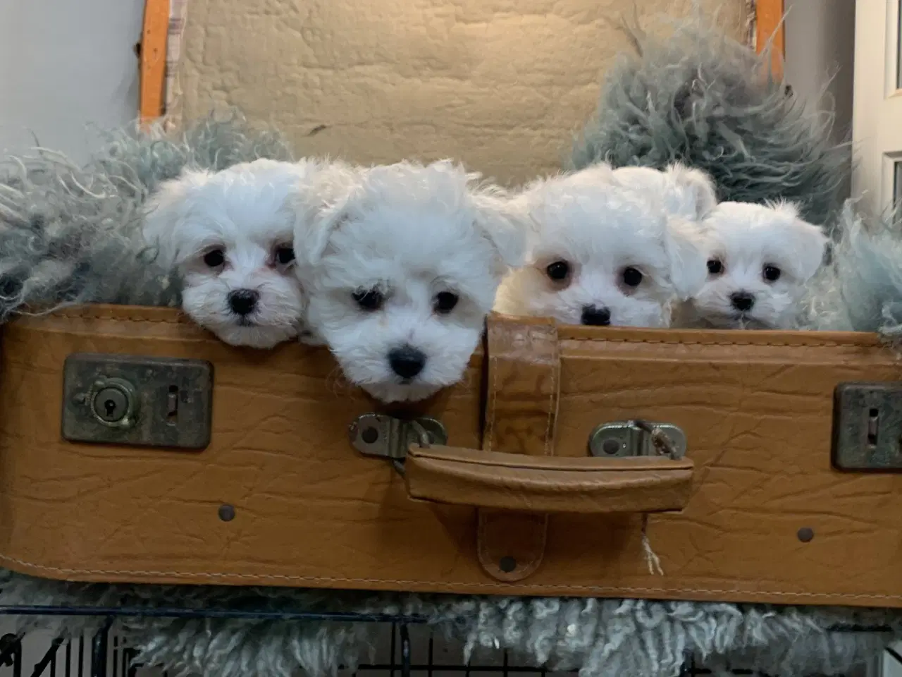 Billede 18 - De smukkeste Maltichon babyer 