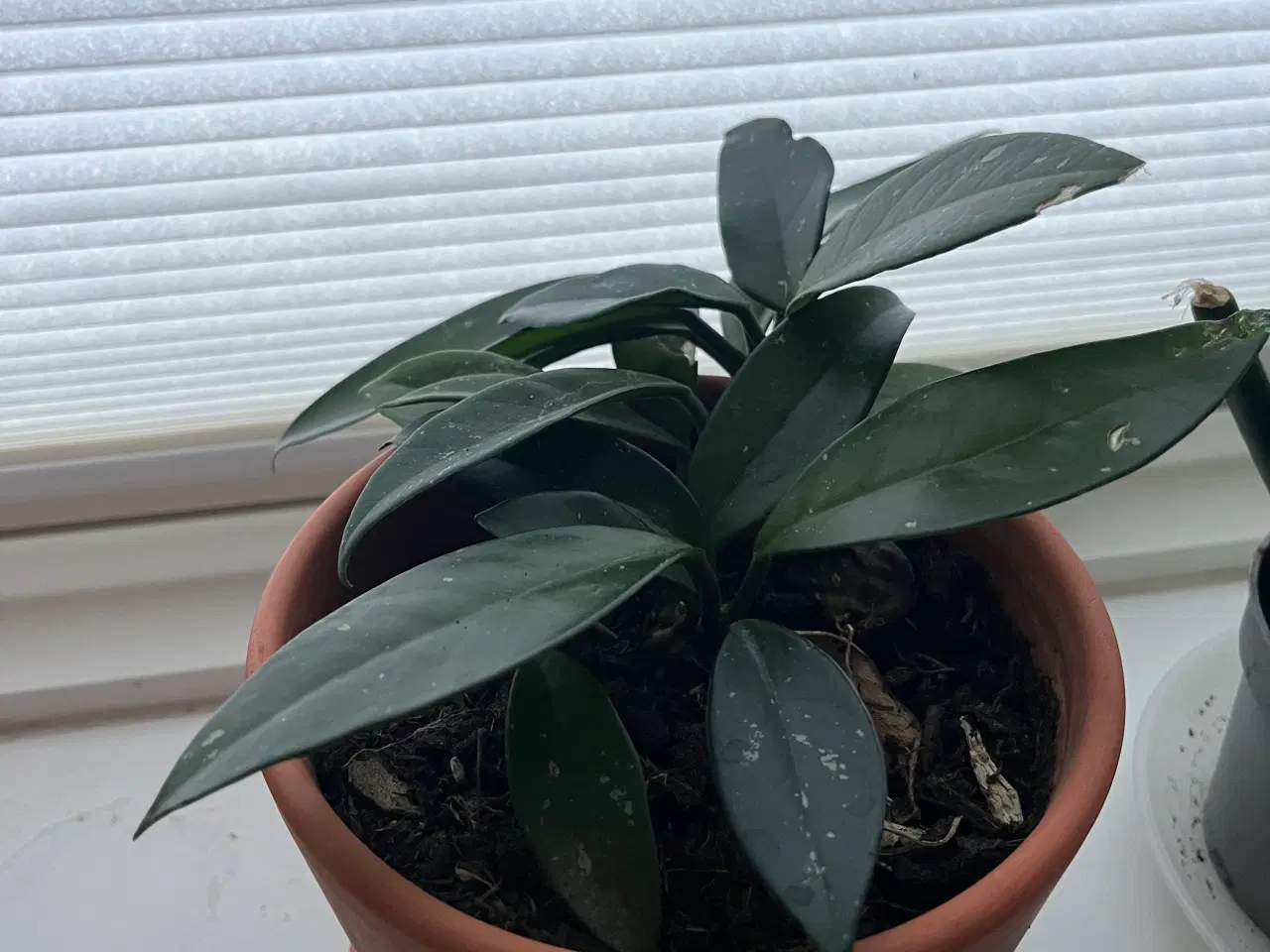 Billede 4 - Hoya carnosa and Begonia