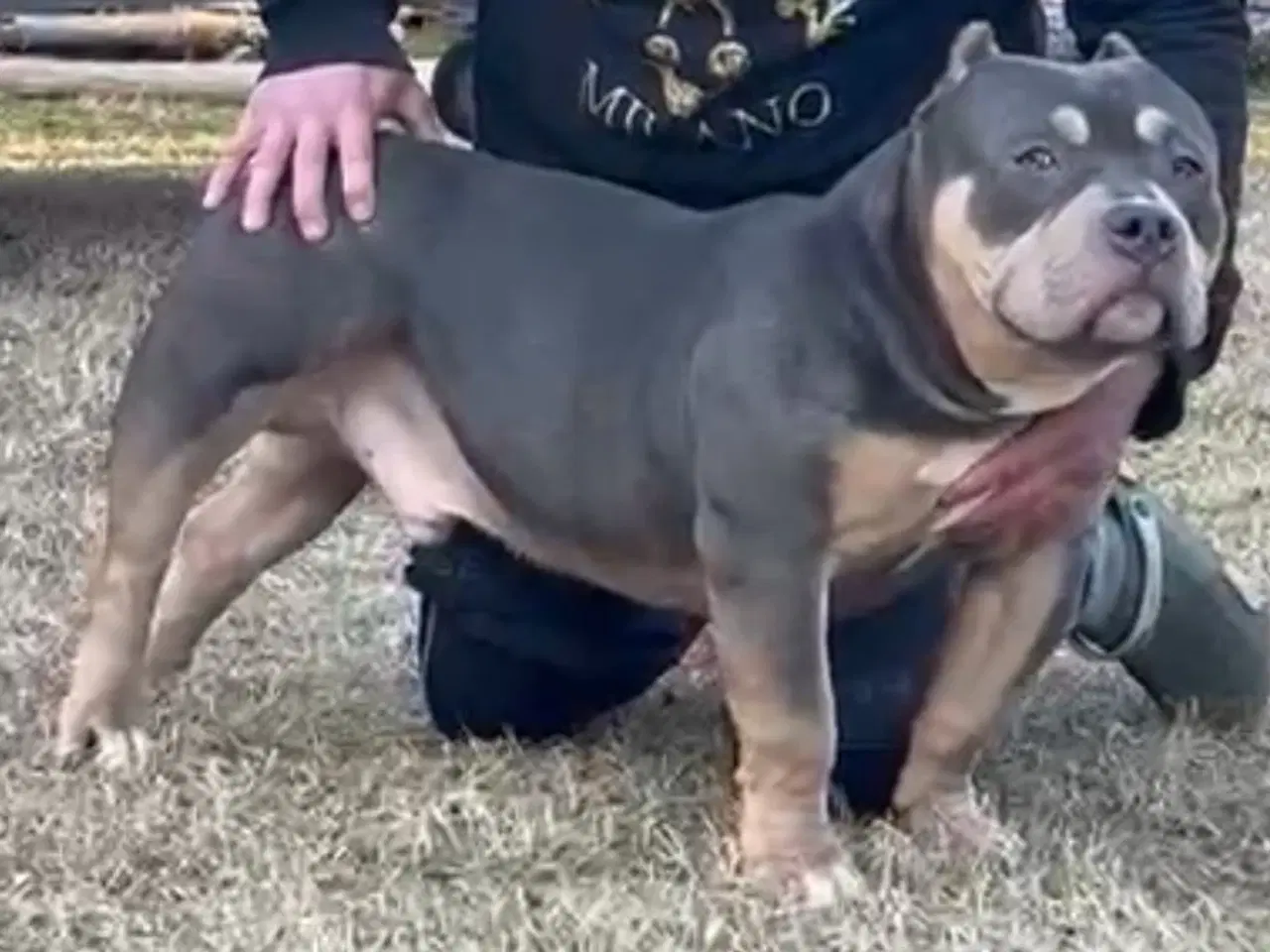 Billede 2 - American Bully pocket Strong Dreng ABKC