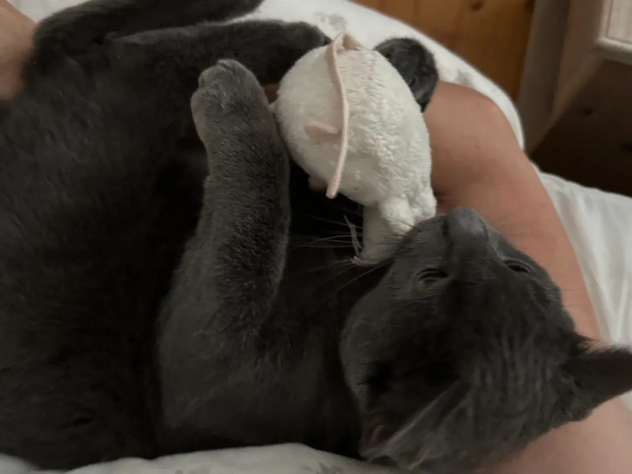 Billede 4 - British Shorthair/Norsk skovkat hankat 1 år 