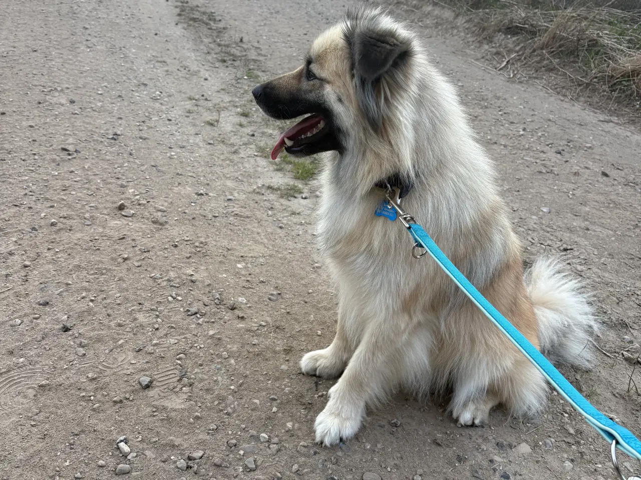 Billede 4 - Islandsk fårehund 