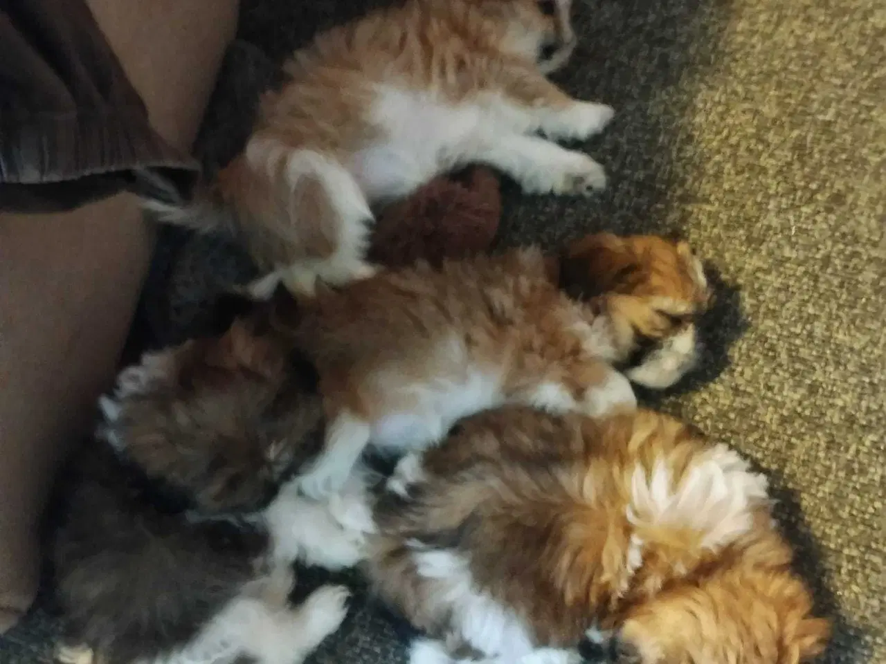 Billede 2 - Shih tzu 