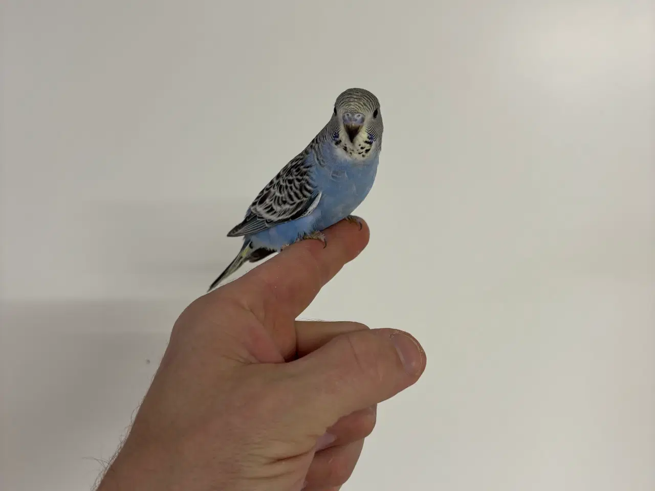 Billede 3 - Håndterede unger