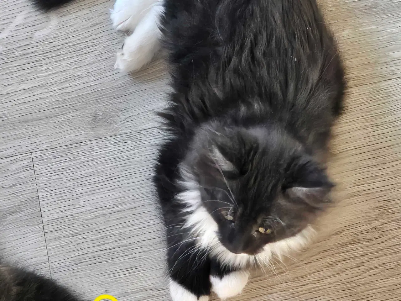 Billede 2 - Maine coon/ Sibirisk killinger