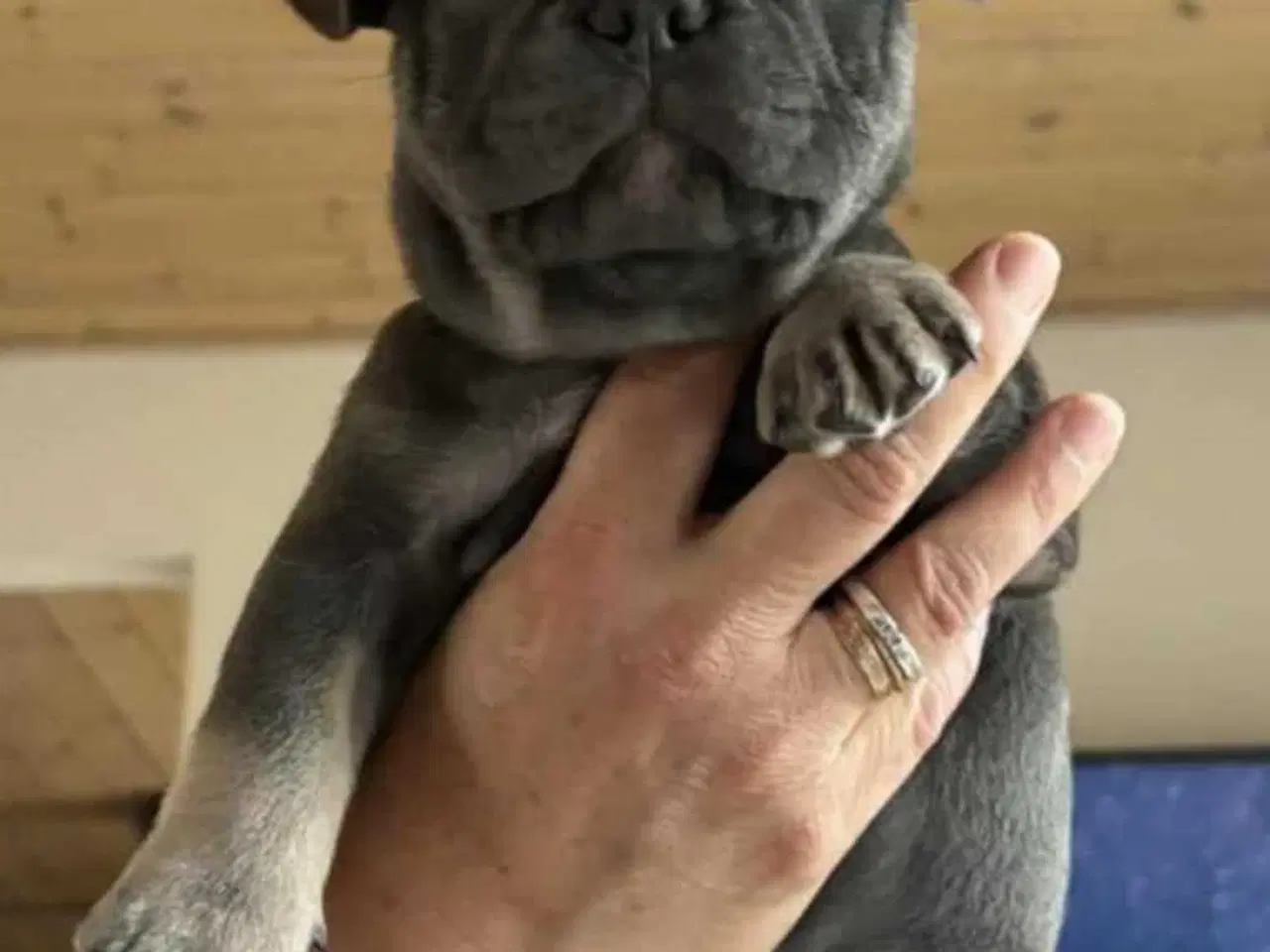 Billede 22 - Fransk Bulldog Hvalpe