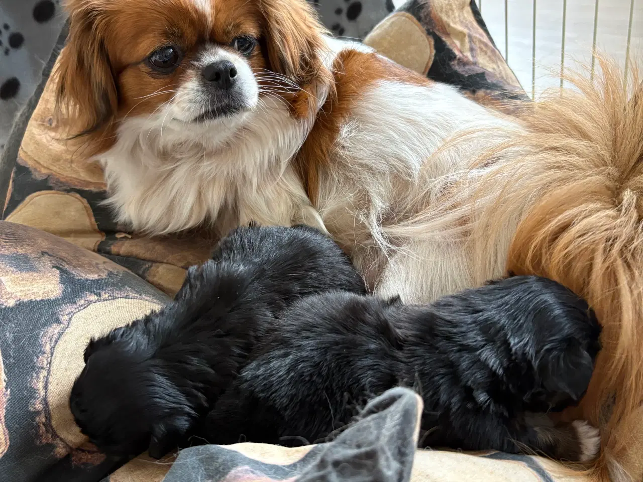 Billede 3 - Tibetansk spaniel