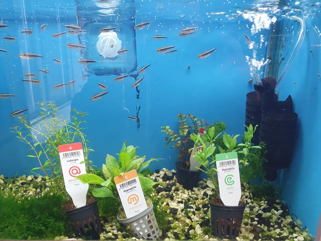 Billede 1 - Rød & Sort Neon sælges 🐟