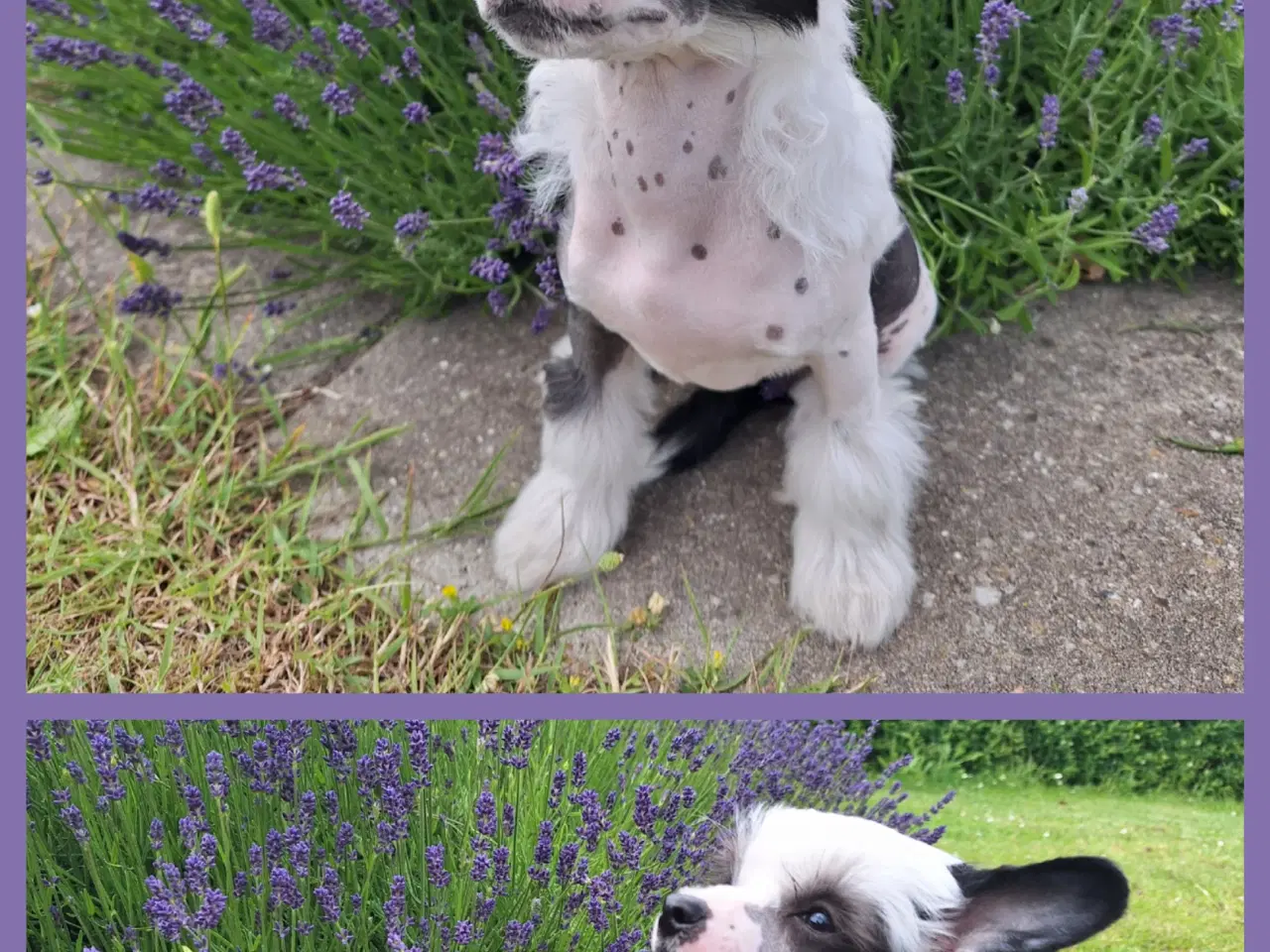 Billede 4 - Chinese Crested (Allergivenlig) med DKK stambog  