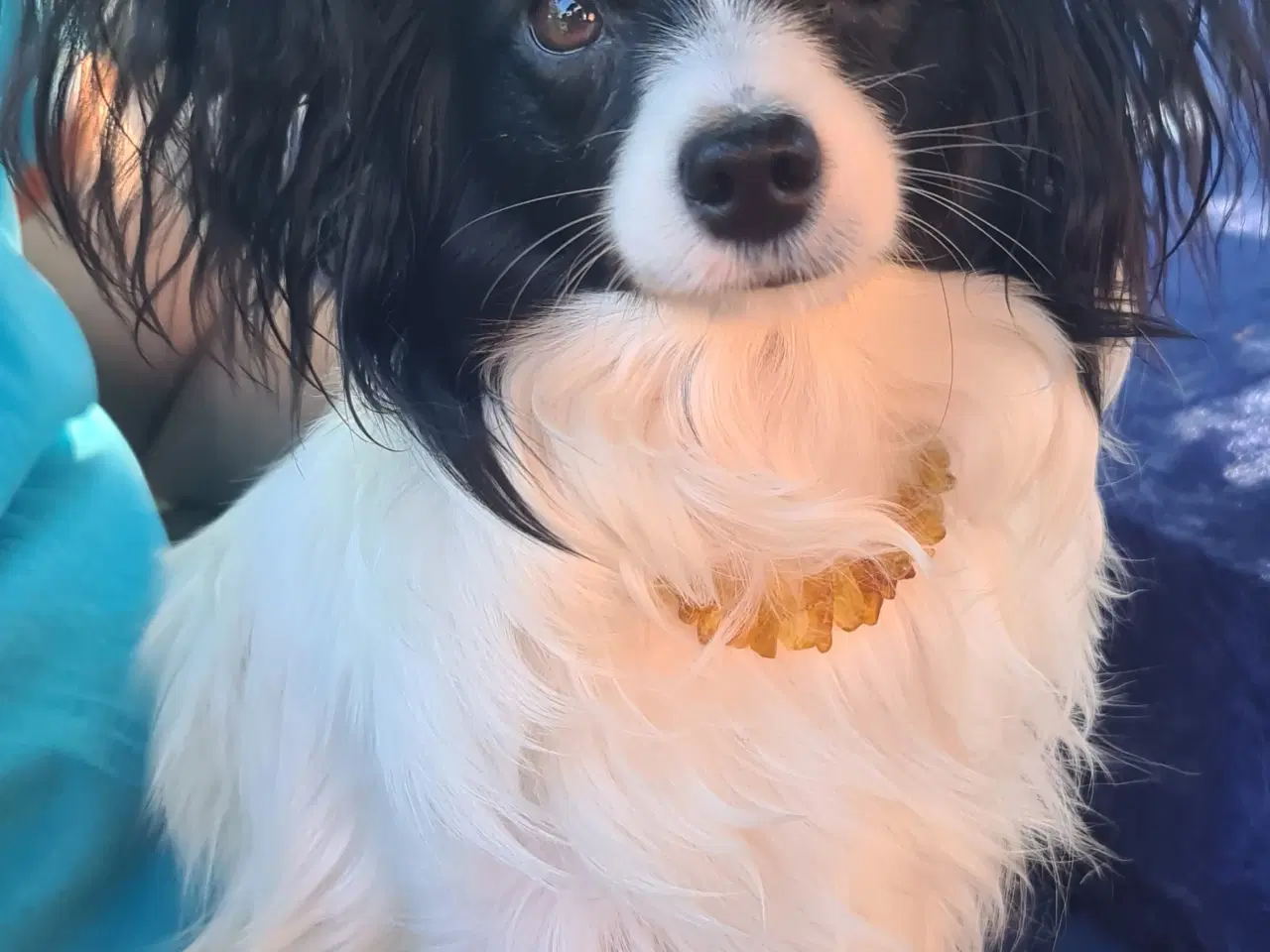 Billede 1 - Paplillon søges 