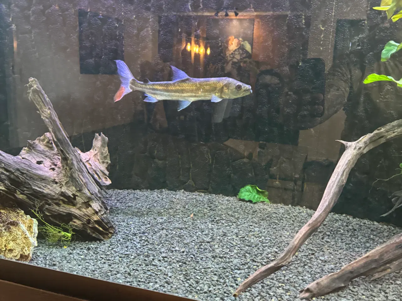 Billede 2 - Goliath tigerfish 