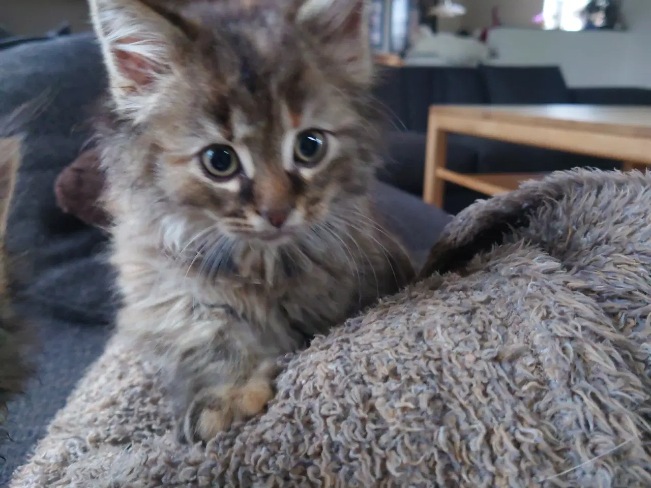 Billede 2 - Maine coon killing Far med tavle