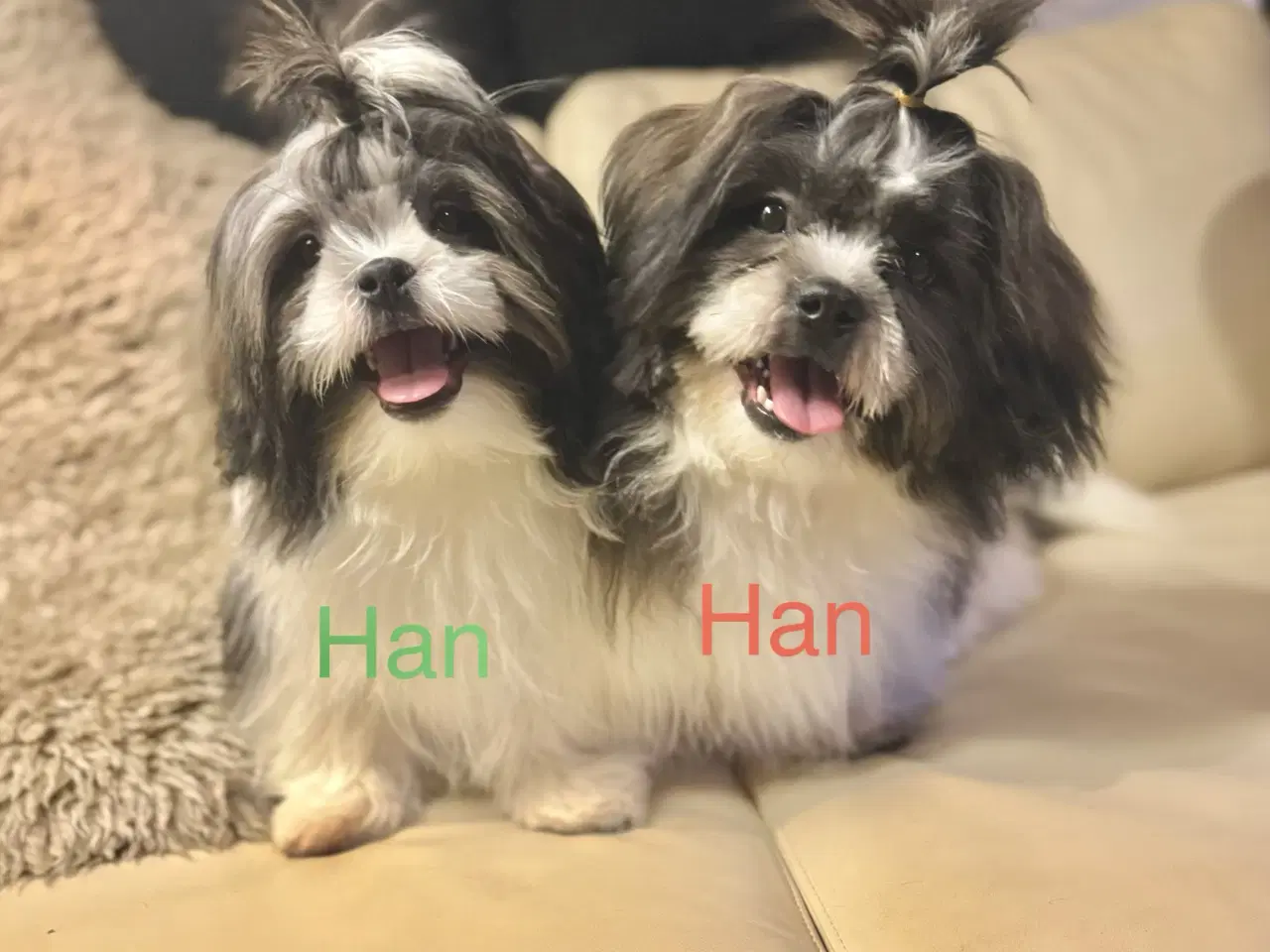 Billede 1 - 2 hanner hvalpehund på 5 måneder