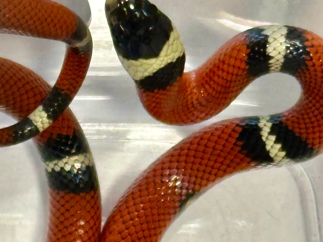 Billede 2 - Sinaloan Milk Snake / Sinaloae kongesnog / Lamprop