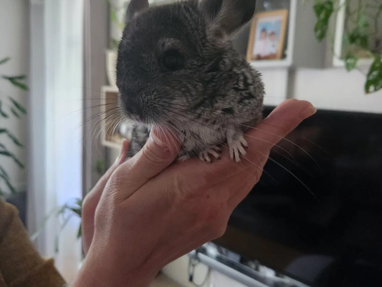 Billede 2 - Chinchilla 3 måneder gammel