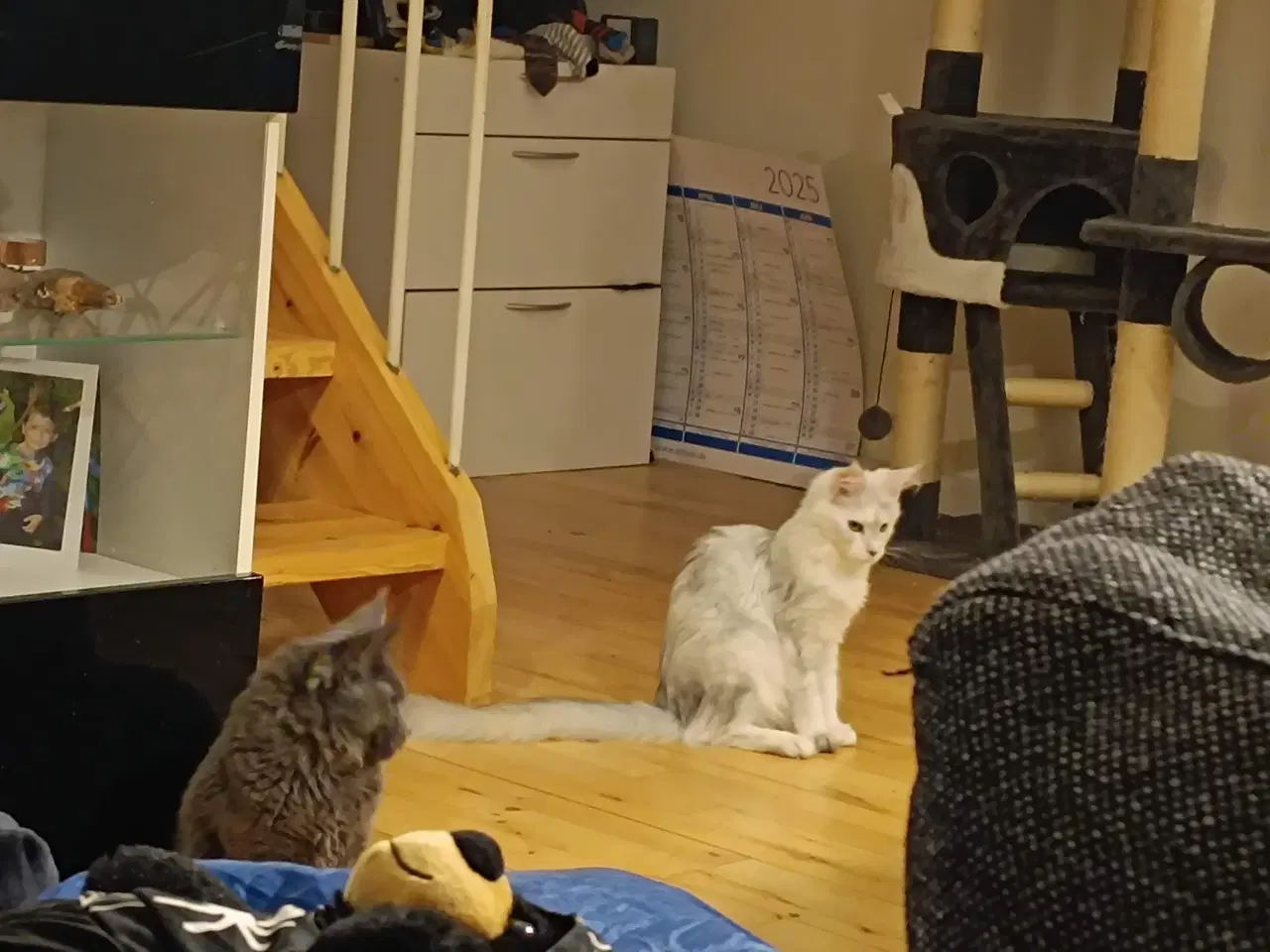 Billede 7 - Maine coon pige