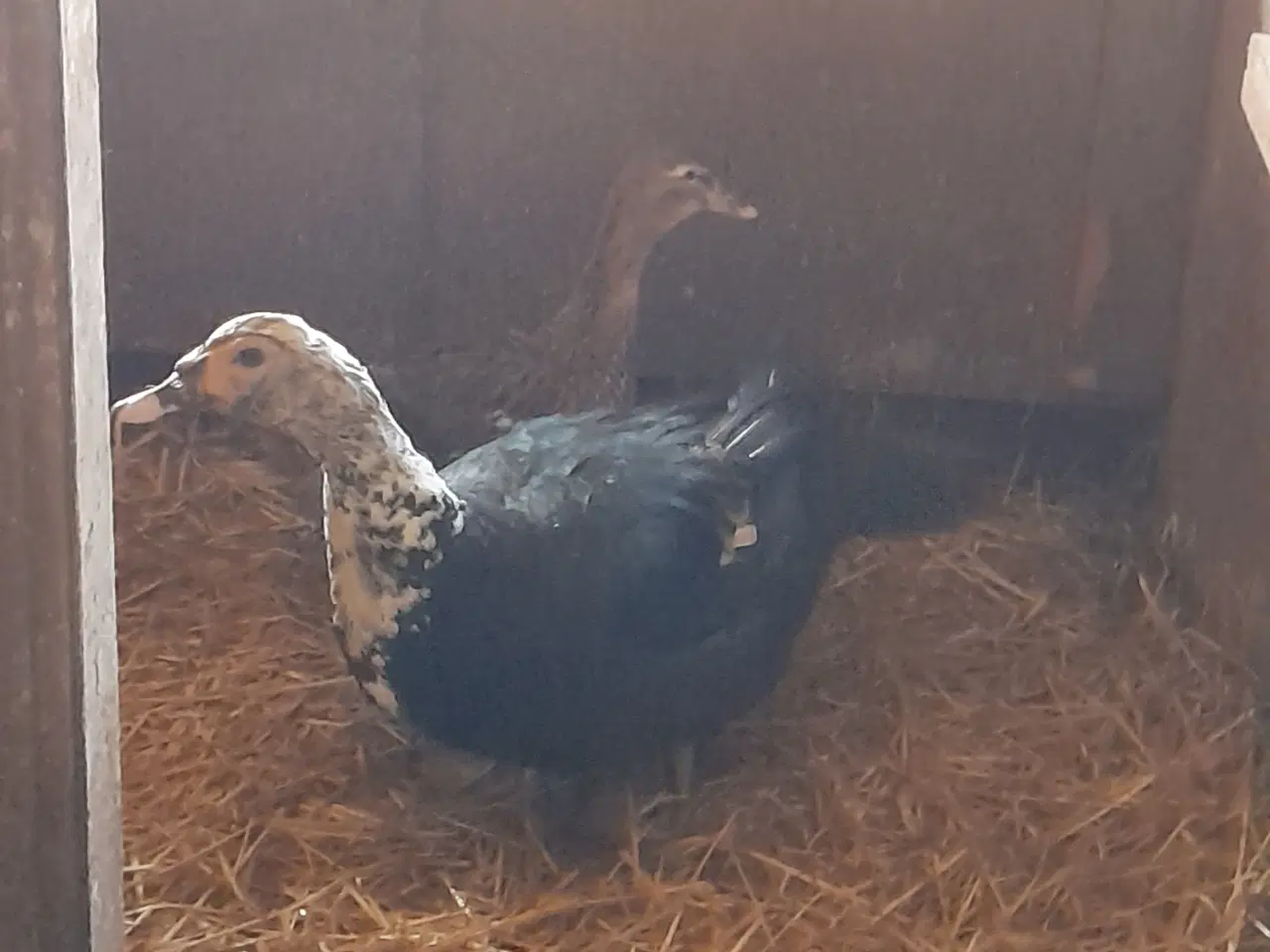 Billede 3 - Moskusænder